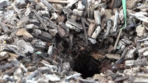 Μυρμήγκια Που Κόβουν Φύλλα Σέρνονται Στο Έδαφος Στο Τροπικό Δάσος — Αρχείο Βίντεο