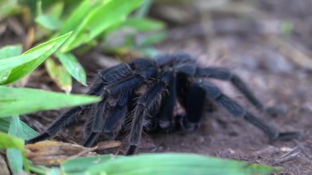 Kolombiyalı Daha Siyah Tarantula Xenesthis Immanis Tüylü Bacakları Vücudu Güzel — Stok video