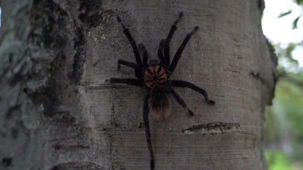 Tarentule Colombienne Lesserblack Xenesthis Immanis Est Une Grande Araignée Terrestre — Video