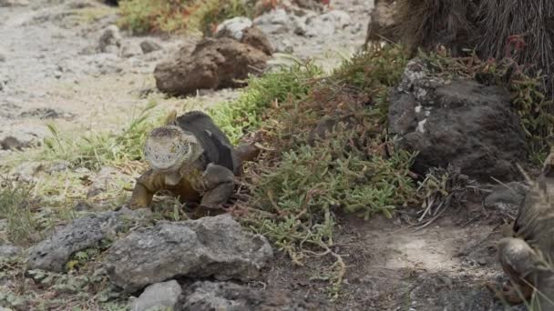 Iguana Terra Delle Galapagos Gialle Conosciuta Anche Come Drusenkopf Conolophus — Video Stock