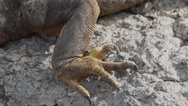 在厄瓜多尔的加拉帕戈斯岛上特有的黄色的加拉帕戈斯陆地鬣蜥 也被称为Drusenkopf或Conolophus Subcristatus 在多刺梨树的仙人掌下面放松 晒日光浴和取暖 — 图库视频影像