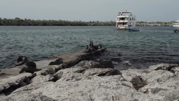 Grupo Lobos Marinos Galápagos Zalophus Wollebaeki Playa Rocosa Las Islas — Vídeo de stock