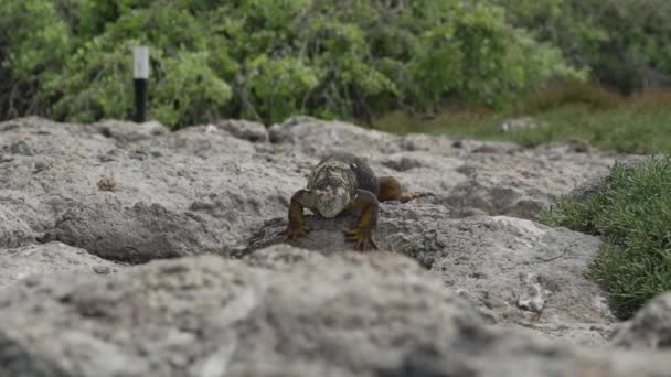 Iguana Terrestre Amarilla Galápagos También Conocida Como Drusenkopf Conolophus Subcristatus — Vídeos de Stock