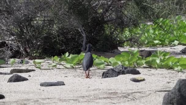 Galapagos Lavareiher Butorides Sundevalli Geht Über Einen Weißen Sandstrand Der — Stockvideo