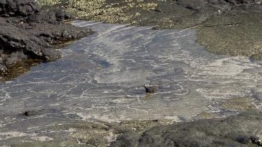 Deniz iguanası, Amblyrhynchus kristali (ayrıca deniz, tuzlu su veya Galapagos deniz iguanası olarak da bilinir), su altında beslenebilen ve sadece Pasifik Okyanusu 'ndaki Galapagos adalarında bulunan tek kertenkele türüdür..