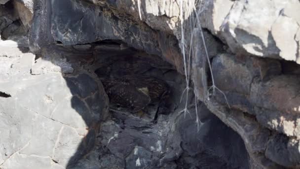Галапагосская Сова Коротким Ухом Asio Galapagoensis Сидит Маленькой Пещере Убитой — стоковое видео