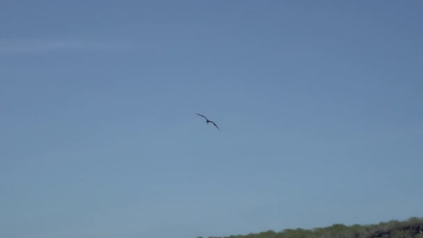 Slow Motion Magnificent Frigatebird Fregata Magnificens Duży Czarny Ptak Morski — Wideo stockowe