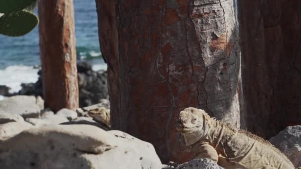 Iguana Gialla Delle Galapagos Conosciuta Anche Come Drusenkopf Conolophus Subcristatus — Video Stock
