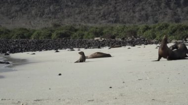 Galapagos deniz aslanı grubu Zalophus wollebaeki, arka planda turkuaz su bulunan Ekvador kıyılarının Pasifik Okyanusu 'ndaki Galapagos adalarının beyaz kumlu plajında..