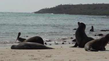 Galapagos deniz aslanı grubu Zalophus wollebaeki, arka planda turkuaz su bulunan Ekvador kıyılarının Pasifik Okyanusu 'ndaki Galapagos adalarının beyaz kumlu plajında..
