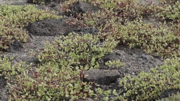 Malý Černý Pěnkava Skákající Vegetací Krmící Zemi Ostrovech Galapágy Tichém — Stock video