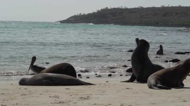 Gruppo Galapagos Leone Marino Zalophus Wollebaeki Sulla Spiaggia Sabbia Bianca — Video Stock