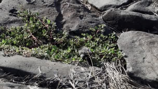 小さな黒いダーウィンフィンチは 植生を通ってホッピングし 太平洋のガラパゴス諸島で地面に餌を与えます — ストック動画