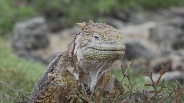 Sárga Galapagos Föld Iguana Más Néven Drusenkopf Vagy Conolophus Subcristatus — Stock videók