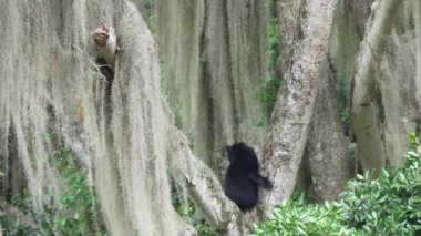 Gözlüklü ayı, Tremarctos ornatus, Andean dağlarındaki dağların ormanlarına özgü, Ekvador 'daki Oso Andino rezervindeki ormandaki yüksek bir ağaca tırmanan.