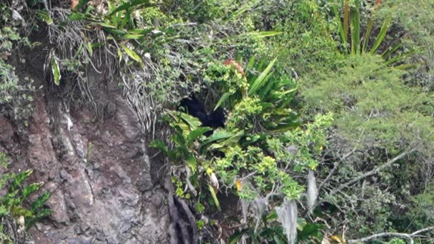 一只眼镜熊 Tremarctos Ornatus 原产于安第斯山脉高地的森林 在厄瓜多尔奥索安迪诺保护区的丛林里爬过陡峭的峡谷 — 图库视频影像