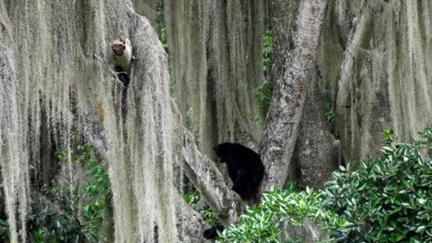 Szemüveges Medve Tremarctos Ornatus Őshonos Hegyvidéki Erdők Andeai Hegyek Mászik — Stock videók