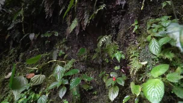 在厄瓜多尔的奥索安迪诺保护区的深谷有雨水 那里可以看到眼镜熊 — 图库视频影像