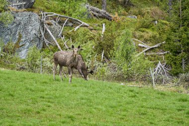 İskandinav geyiği boynuzlarıyla bir çayırda duruyor ve Norveç, İskandinavya 'da bir ormanın kenarında graning yapıyor..