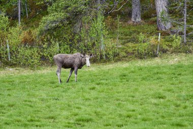 İskandinav geyiği boynuzlarıyla bir çayırda duruyor ve Norveç, İskandinavya 'da bir ormanın kenarında graning yapıyor..