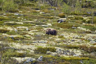 Muskox, Ovibos Moschatus, Norveç 'in dağlık bölgelerindeki güvercin reçelinin subartik tundra manzarasında duruyor.