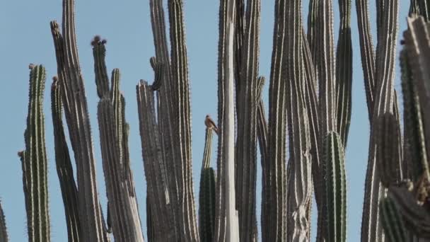 oiseau de proie assis sur un cactus dans le désert de tatacoa en Colombie, Amérique du Sud.