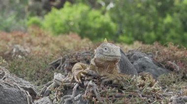 Sarı galapagos kara iguanası, Drusenkopf ya da Conolophus subcristatus olarak da bilinir, Ekvador 'daki Galapagos adalarına özgü, dinlenme, güneşlenme ve dikenli armut kaktüsünün altında ısınma.