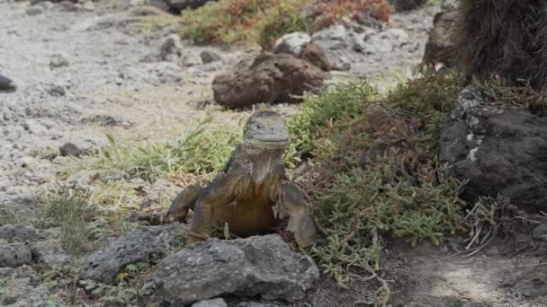 Žluté Galapágy Pozemní Leguán Také Známý Jako Drusenkopf Nebo Conolophus — Stock video