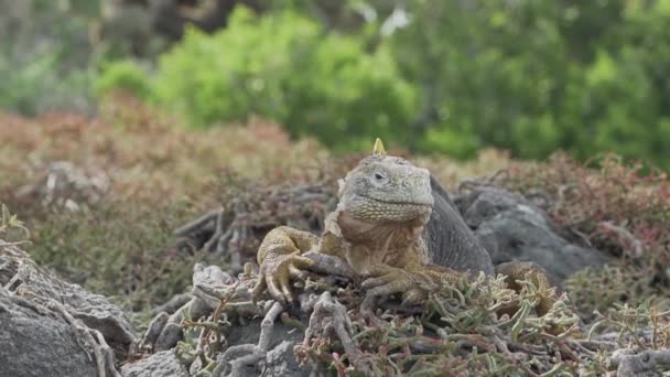 Gele Galapagos Land Leguaan Ook Bekend Als Drusenkopf Conolophus Subcristatus — Stockvideo
