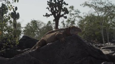 Sarı galapagos kara iguanası, Drusenkopf ya da Conolophus subcristatus olarak da bilinir, Ekvador 'daki Galapagos adalarına özgü, dinlenme, güneşlenme ve ısınma.