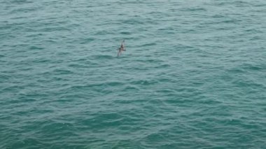 Deniz kuşları, Ekvador Pasifik Okyanusu 'ndaki Galapagos adalarının takımadalarındaki Espanola adasındaki engebeli sahil şeridinin sarp kayalıkları boyunca uçuyor..