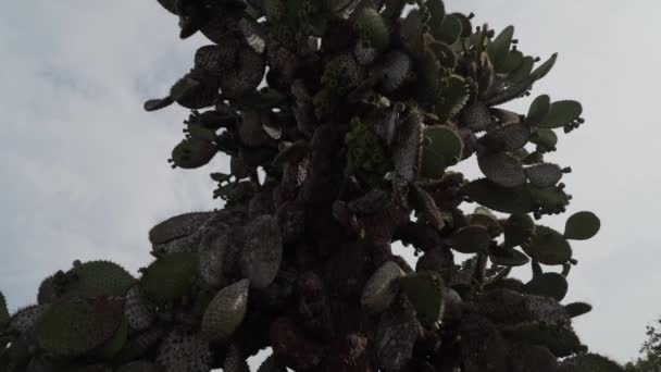 Vlaštovky Ocasé Creagrus Furcatus Skalnaté Krajině Galapág Ostrovů Tichém Oceánu — Stock video