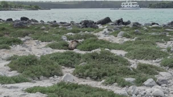 エクアドルの海の太平洋のガラパゴス諸島のアダルトガラパゴス海ライオン — ストック動画