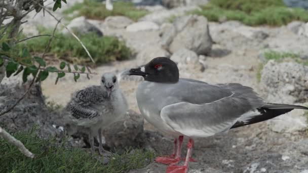 Menelan Burung Camar Ekor Creagrus Furcatus Dengan Anak Ayam Kecil — Stok Video