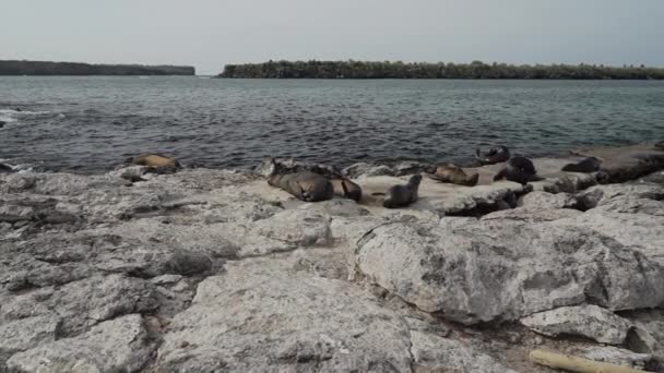 Gruppe Von Galapagos Seelöwen Zalophus Wollebaeki Felsigen Strand Der Galapagos — Stockvideo
