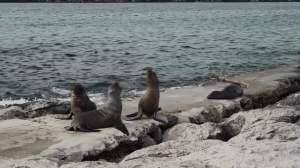 Groep Van Galapagos Zeeleeuw Zalophus Wollebaeki Het Rotsachtige Strand Van — Stockvideo