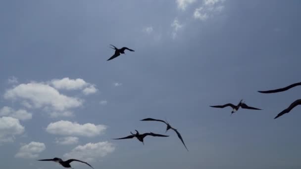 웅장한 프리게버드 프레가타 웅장함 특징적인 사당이 갈라파고스 유람선 하늘에 떠오르는 — 비디오