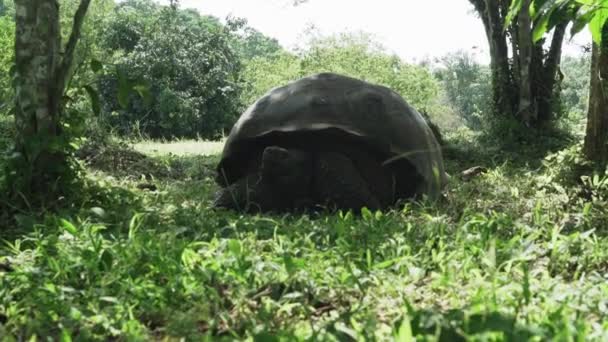 Tortue Géante Des Galapagos Chelonoidis Niger Est Une Espèce Reptile — Video