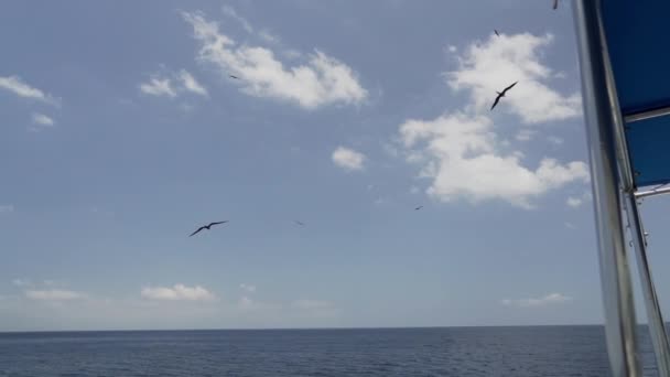 在加拉帕戈斯群岛的一艘游轮上 华丽的护卫舰鸟 Fregata 在蔚蓝的天空中展翅飞翔 它是一只黑色的大海鸟 长着红色的喉囊 — 图库视频影像