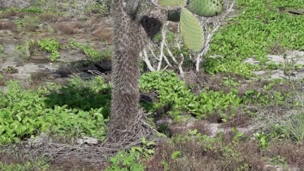 Stekelige Peer Cactus Het Landschap Espanola Eiland Archipel Van Galapagos — Stockvideo