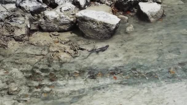 Een Zeeleguaan Amblyrhynchus Cristatus Een Endemische Reptielensoort Die Alleen Voorkomt — Stockvideo