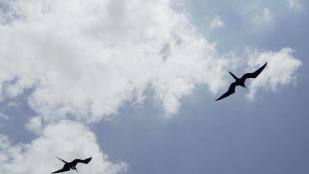 Magnífico Frigatebird Fregata Magnificens Gran Ave Marina Negra Con Característico — Vídeo de stock