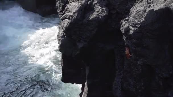 Галапагоські Хутряні Печатки Arctocephalus Galapagoensis Вулканічних Скелях Острова Бартоломея Тихому — стокове відео