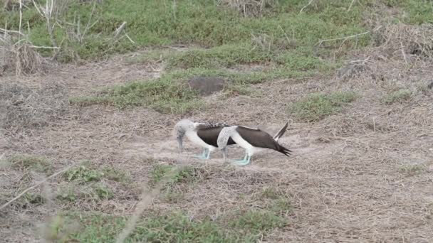Slow Motion Mating Blue Footed Booby Sula Nebouxii Uma Ave — Vídeo de Stock