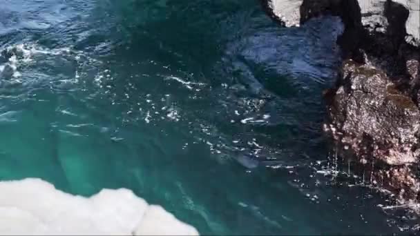 Взрослый Галапагосский Морской Лев Zalophus Wollebaeki Галапагосских Островах Тихом Океане — стоковое видео