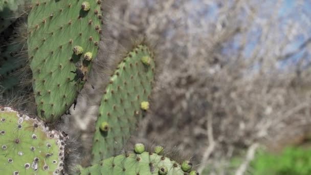 Stekelige Peer Cactus Het Landschap Espanola Eiland Archipel Van Galapagos — Stockvideo