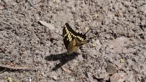 美丽的蝴蝶在马格达莱纳河的一个水坑里喝水 在马格达莱纳河的埃斯特里乔的一个狭窄的口舌 导致了在哥伦比亚圣奥古斯丁附近一个受欢迎的旅游胜地 白水急流 — 图库视频影像