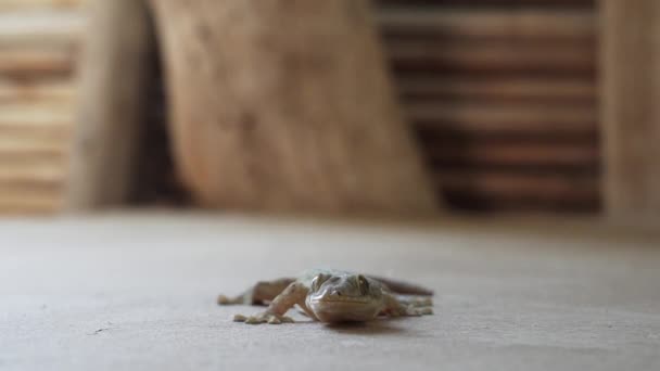 Büyük Gecko Kımıldamadan Bir Duvarda Oturuyor — Stok video