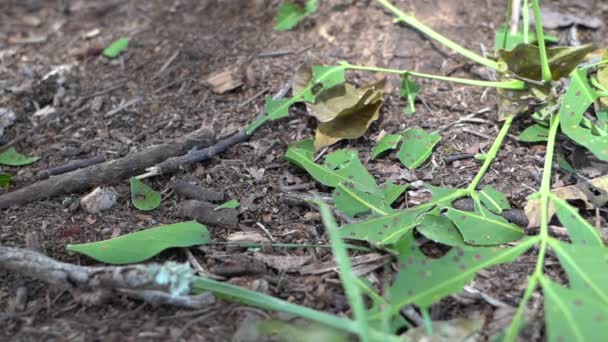 Formiche Tagliafoglie Strisciando Terra Nella Foresta Pluviale Lavorando Insieme Nel — Video Stock