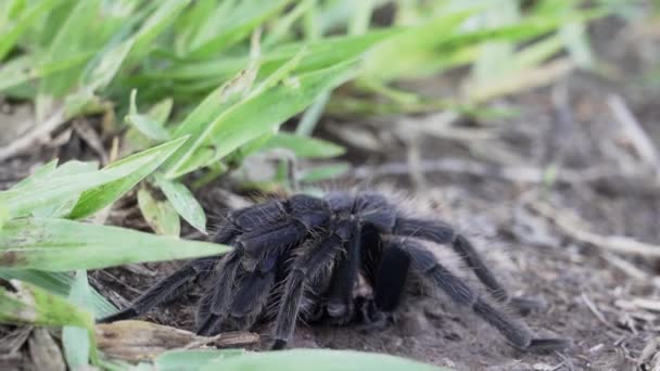 哥伦比亚的莱塞黑狼蛛 Xenesthis Immanis 是一种大型陆栖蜘蛛 腿和身体毛茸茸的 图案优美 — 图库视频影像